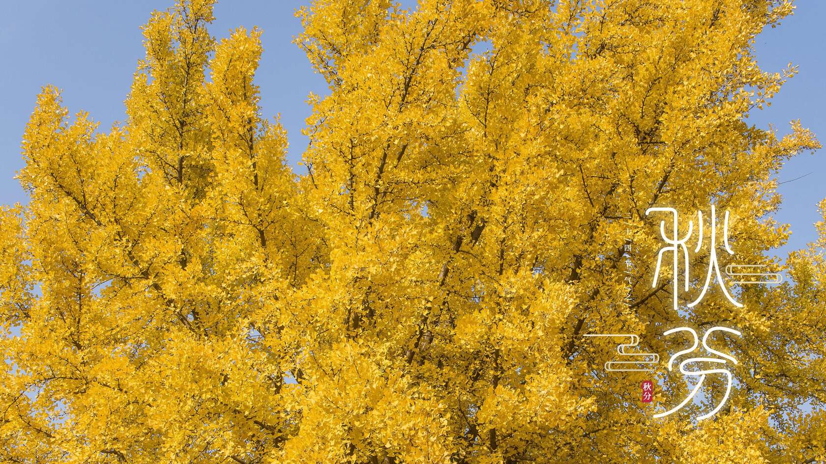 秋分壁纸，金黄树叶 银杏树 秋分节气壁纸图片第3张图片