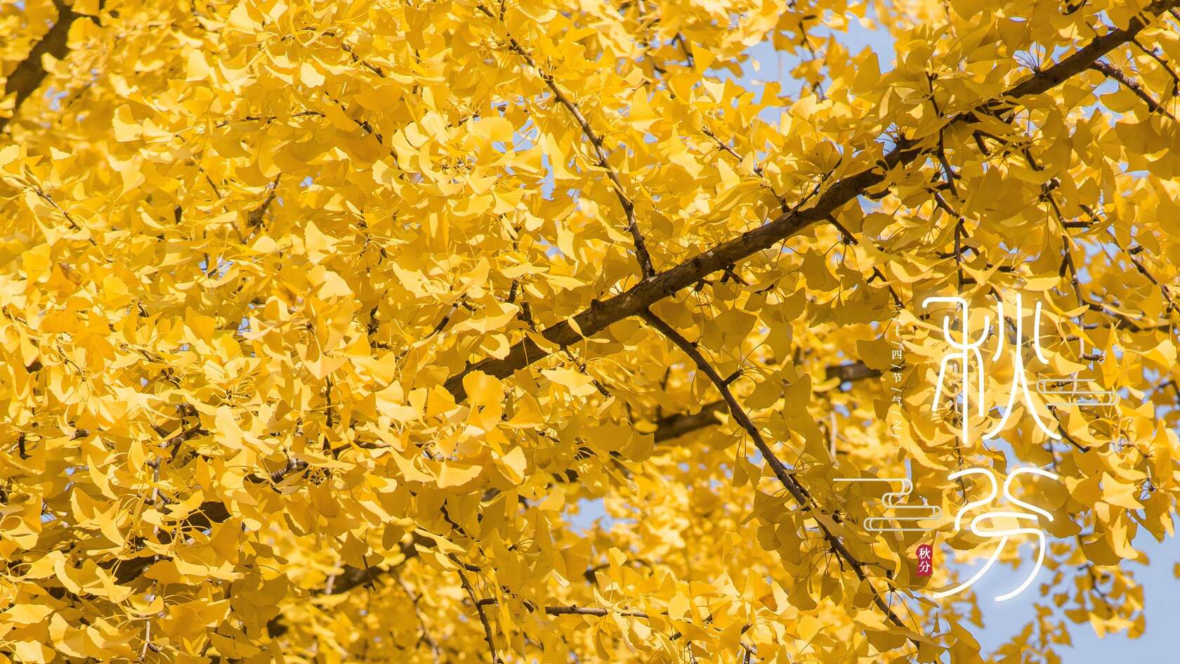 秋分壁纸，金黄树叶 银杏树 秋分节气壁纸图片第4张图片