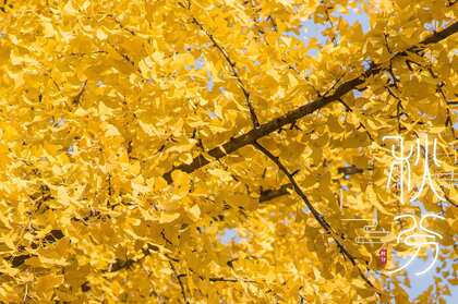秋分壁纸，金黄树叶 银杏树 秋分节气壁纸图片