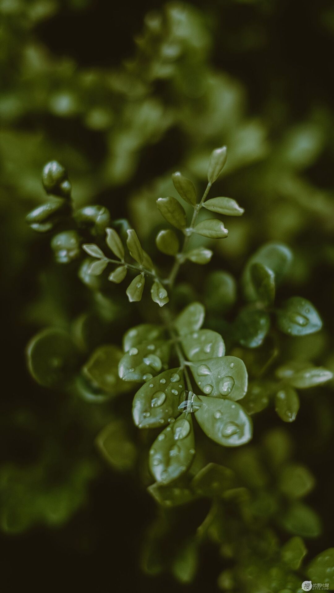 绿叶上的露水，露珠，唯美户外植物摄影手机壁纸图片