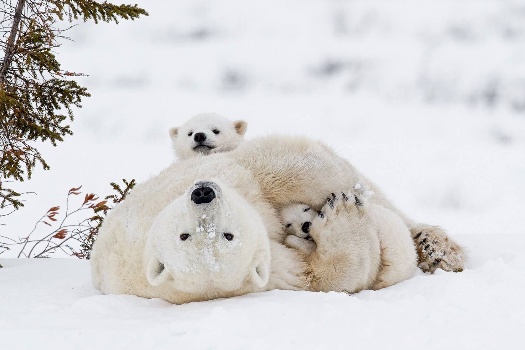 躺着雪地中的北极熊妈妈和它的两个熊宝宝可爱壁纸图片