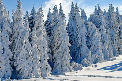 白雪皑皑的极寒天气，雪山，雪林唯美景色壁纸图片