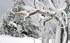 白雪皑皑的极寒天气，雪山，雪林唯美景色壁纸图片组图5