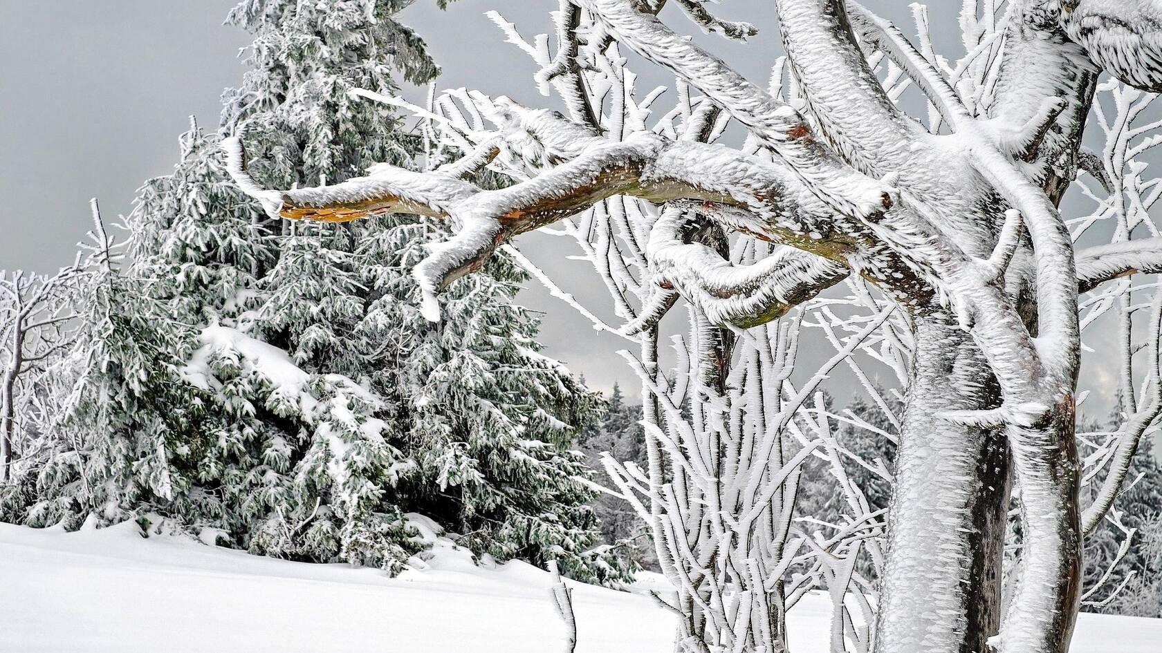 白雪皑皑的极寒天气，雪山，雪林唯美景色壁纸图片套图5