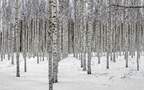 白雪皑皑的极寒天气，雪山，雪林唯美景色壁纸图片组图3