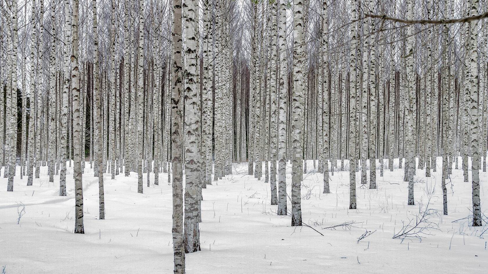 白雪皑皑的极寒天气，雪山，雪林唯美景色壁纸图片套图3