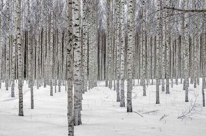 白雪皑皑的极寒天气，雪山，雪林唯美景色壁纸图片