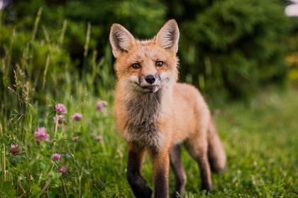 草地上可爱的小狐狸，幼狐摄影美图壁纸