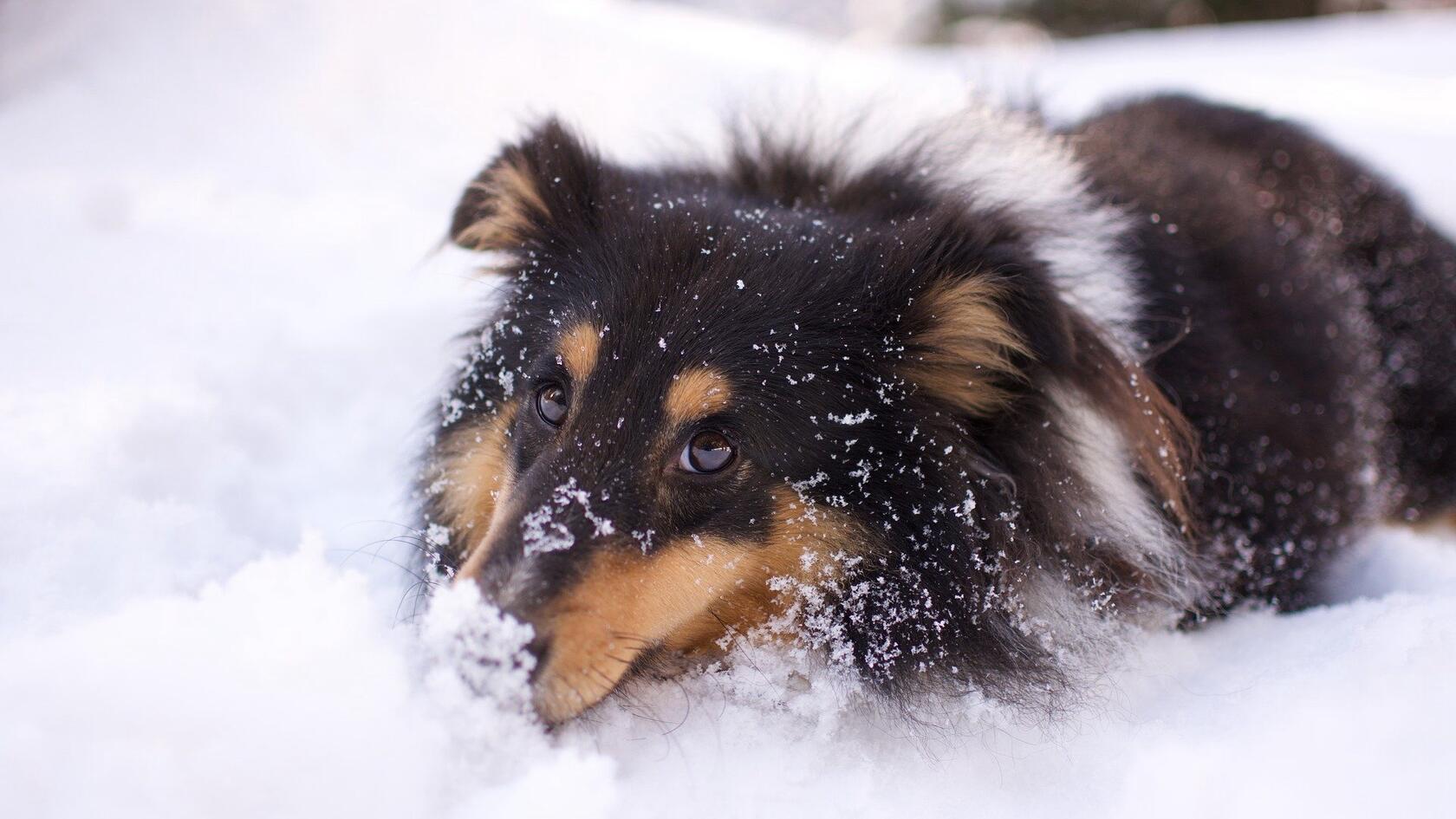 躺卧在雪地里的三色牧羊犬高清美图壁纸