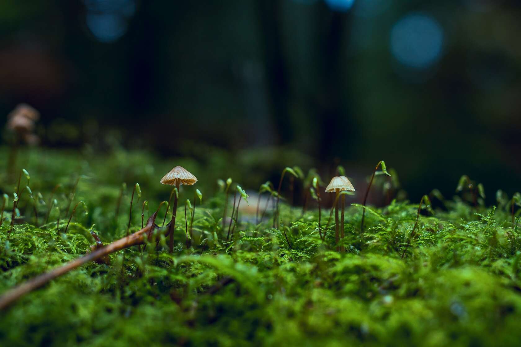 青青草地，野蘑菇纯绿色高清壁纸图片第1张图片