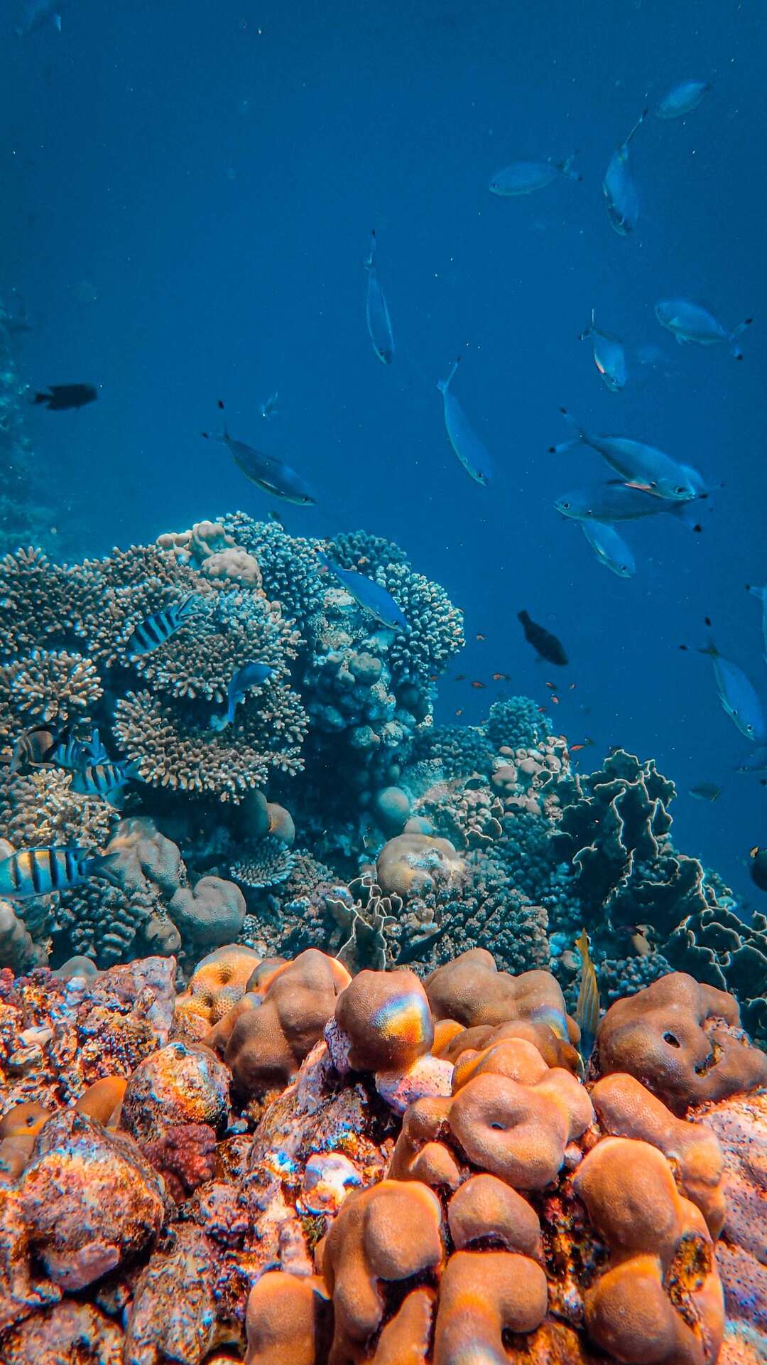 海底珊瑚，鱼群唯美手机壁纸图片