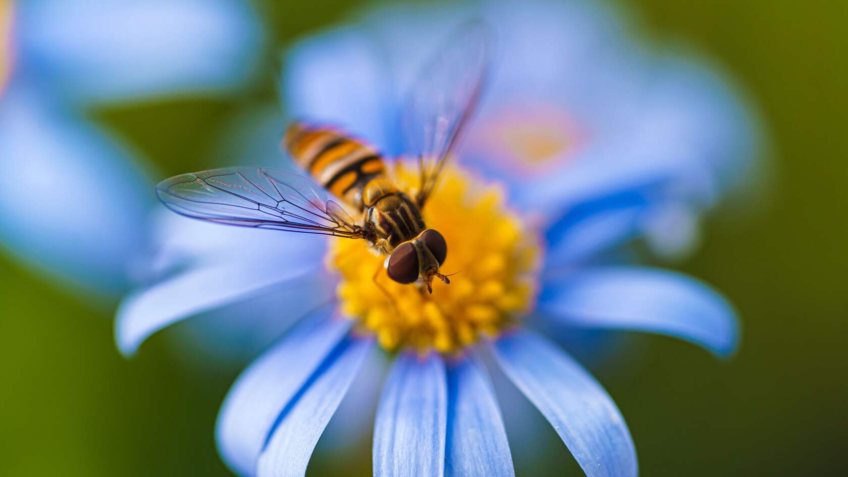 采花蜜的小蜜蜂唯美高清微距摄影壁纸图片第1张图片