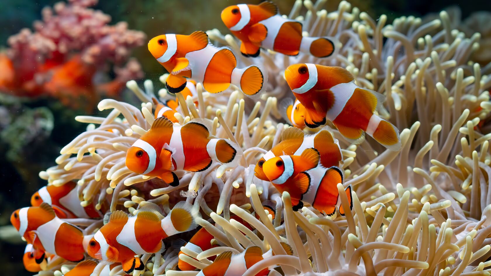 游荡在珊瑚丛中的一群漂亮小丑鱼高清海洋中桌面壁纸图片
