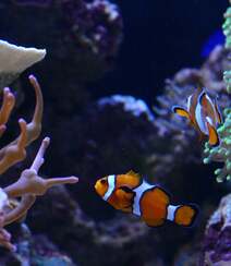 礁区鱼类，珊瑚中的可爱小丑鱼图片组图1