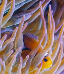礁区鱼类，珊瑚中的可爱小丑鱼图片组图2