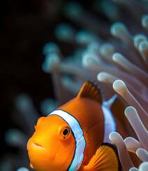礁区鱼类，珊瑚中的可爱小丑鱼图片组图5