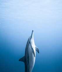 海洋中的可爱高智商哺乳动物海豚图片组图7