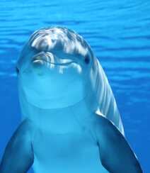 海洋中的可爱高智商哺乳动物海豚图片组图3