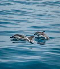 海洋中的可爱高智商哺乳动物海豚图片组图5