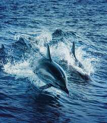 海洋中的可爱高智商哺乳动物海豚图片组图4