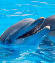 海洋中的可爱高智商哺乳动物海豚图片组图2