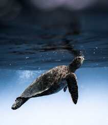 碧蓝大海中的游来游去的大海龟唯美摄影图片组图3
