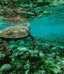 碧蓝大海中的游来游去的大海龟唯美摄影图片组图2