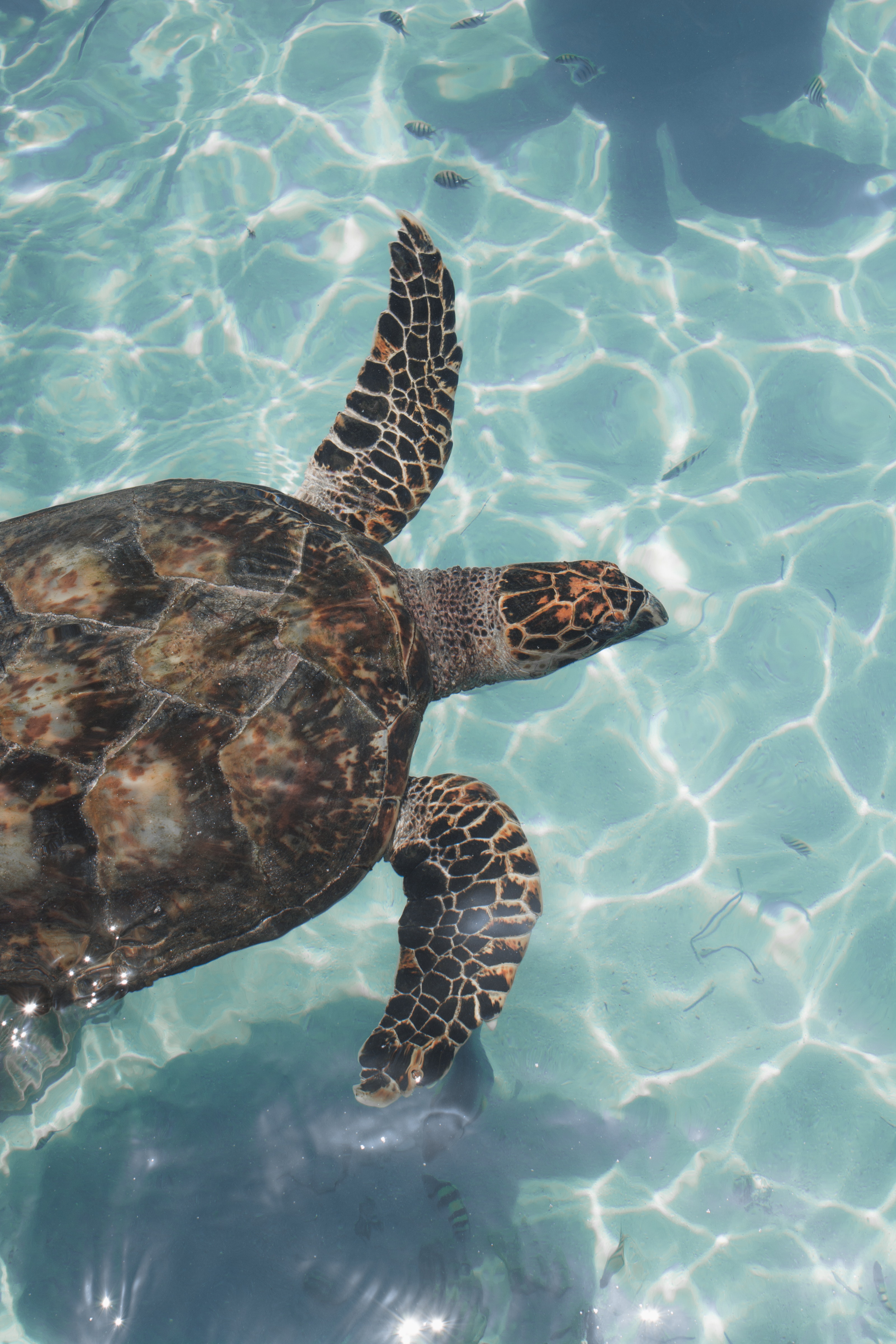 碧蓝大海中的游来游去的大海龟唯美摄影图片图片