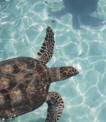 碧蓝大海中的游来游去的大海龟唯美摄影图片组图1