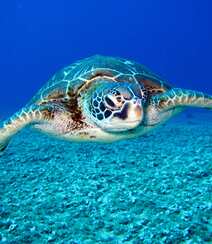 碧蓝大海中的游来游去的大海龟唯美摄影图片组图6