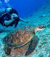 碧蓝大海中的游来游去的大海龟唯美摄影图片