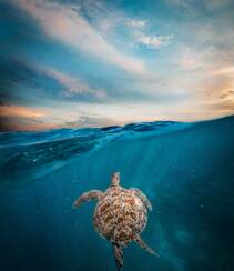 碧蓝大海中的游来游去的大海龟唯美摄影图片组图8