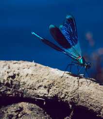 停在青草上的可爱蓝色小蜻蜓图片组图2