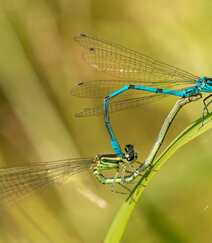 停在青草上的可爱蓝色小蜻蜓图片组图4