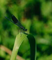 停在青草上的可爱蓝色小蜻蜓图片组图3