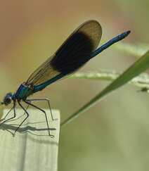 停在青草上的可爱蓝色小蜻蜓图片组图1