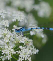 停在青草上的可爱蓝色小蜻蜓图片组图6