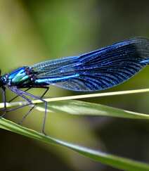 停在青草上的可爱蓝色小蜻蜓图片组图7