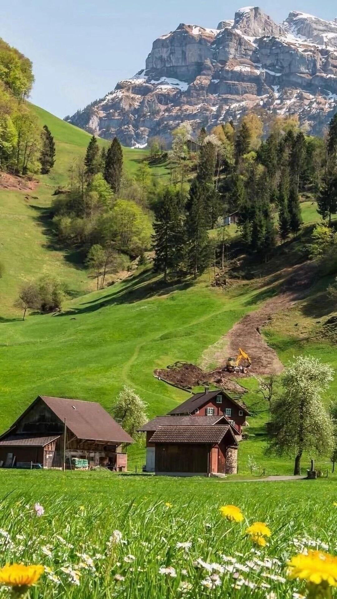 绿树，青草，小野花，雪山下的零散木屋唯美风光景色手机壁纸图片