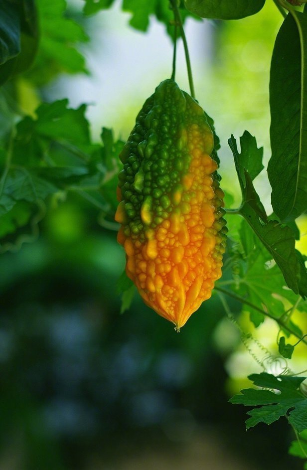 挂在藤蔓上的成熟黄色苦瓜唯美图片图片