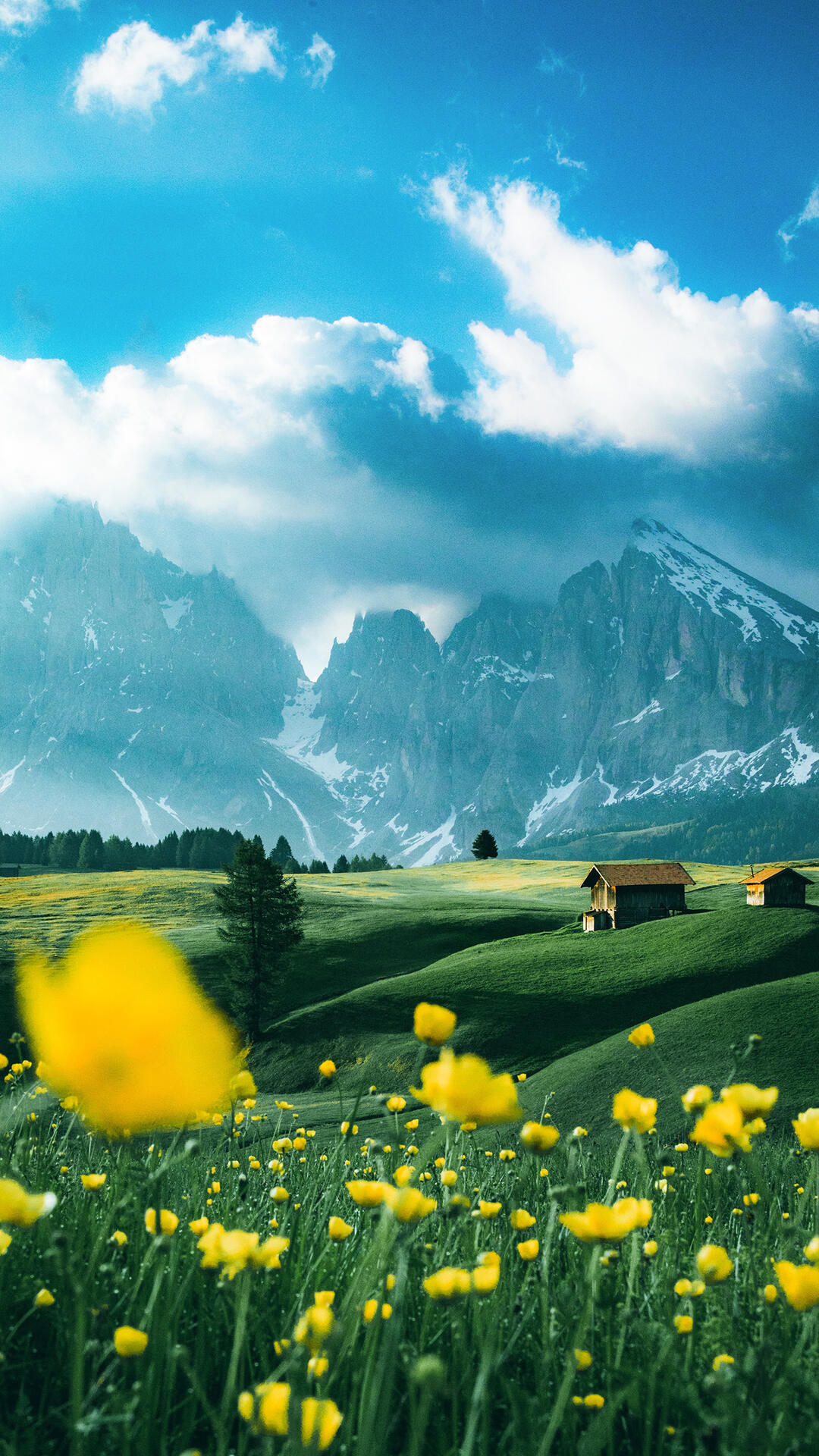 蓝天白云下的雪山，山脚，青青草原上开满山的黄色小花唯美手机壁纸图片
