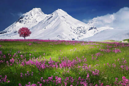 巍峨的雪山，青春草原，花海，唯美雪山风景壁纸图片