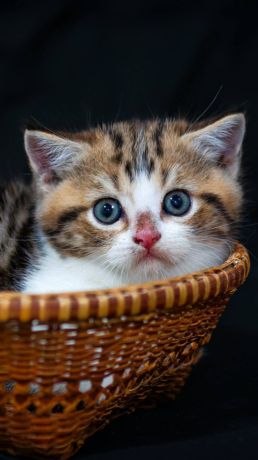 可爱小猫咪，坐在竹篮里的可爱小猫咪手机壁纸图片