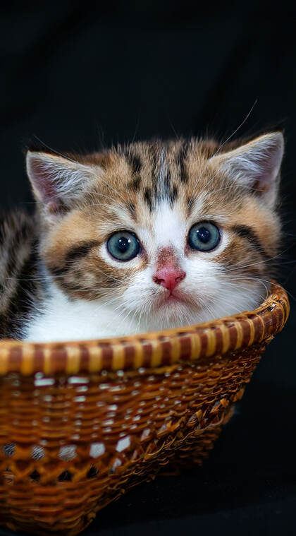 可爱小猫咪，坐在竹篮里的可爱小猫咪手机壁纸图片