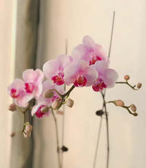 婉约，清幽，兰韵幽香，盆栽里盛开的各种不同种类兰花美图组图3