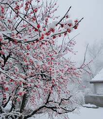 梅花香自苦寒来，冰天雪地，盛开的梅花美图，大雪也遮不住梅花的美啊！组图6