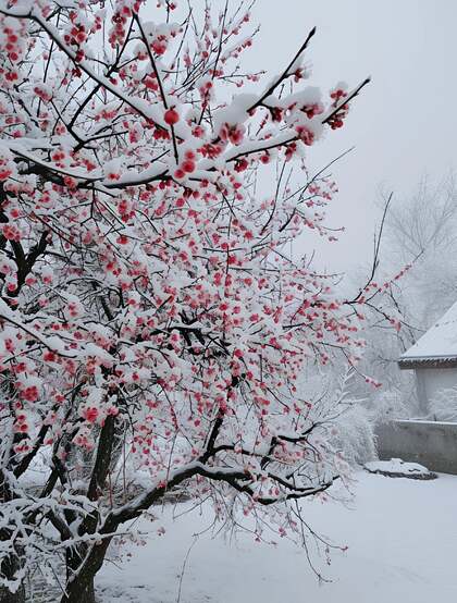 梅花香自苦寒来，冰天雪地，盛开的梅花美图，大雪也遮不住梅花的美啊！