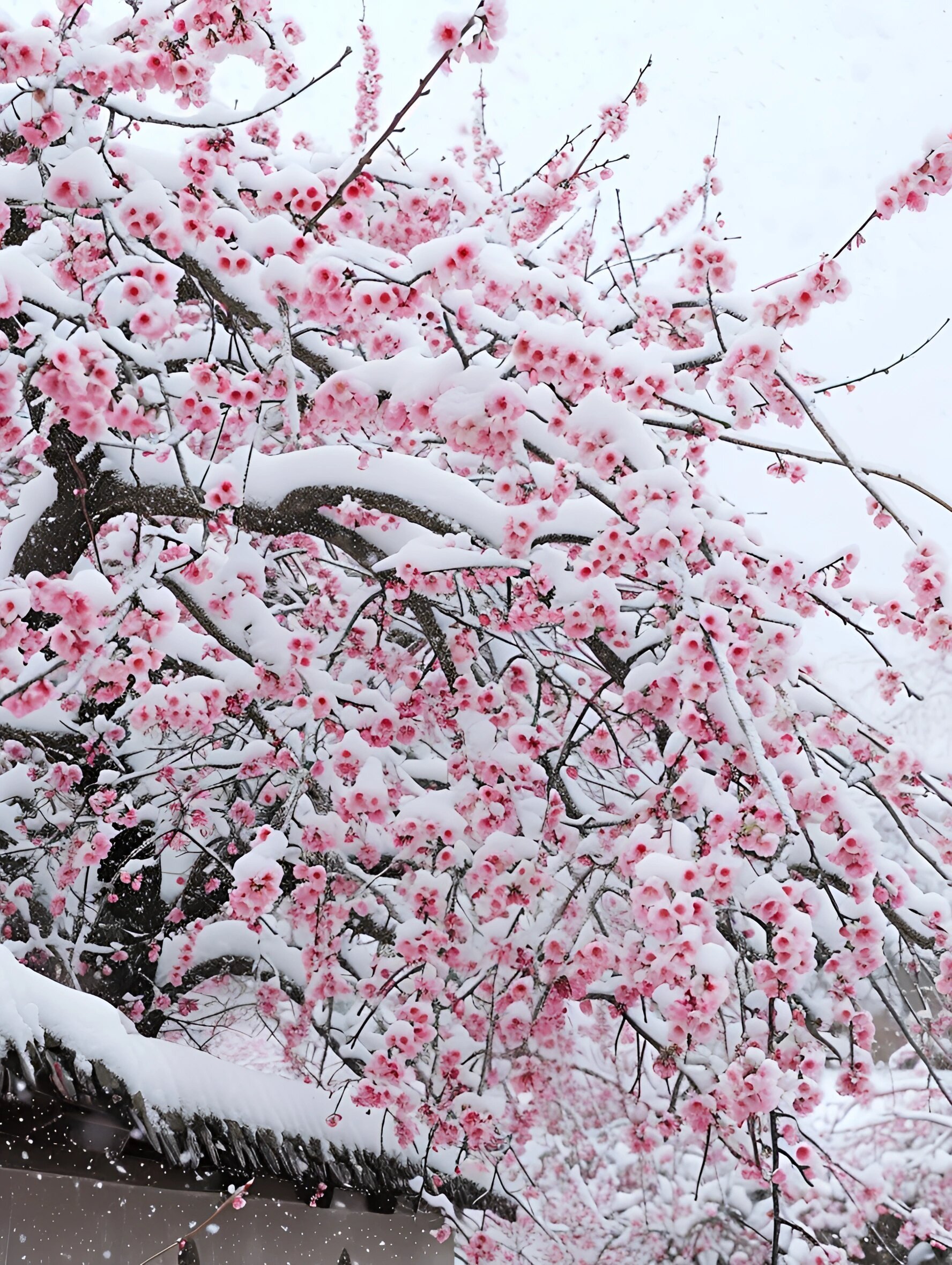 梅花香自苦寒来，冰天雪地，盛开的梅花美图，大雪也遮不住梅花的美啊！图片