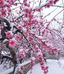 梅花香自苦寒来，冰天雪地，盛开的梅花美图，大雪也遮不住梅花的美啊！组图7