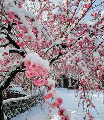 梅花香自苦寒来，冰天雪地，盛开的梅花美图，大雪也遮不住梅花的美啊！组图9